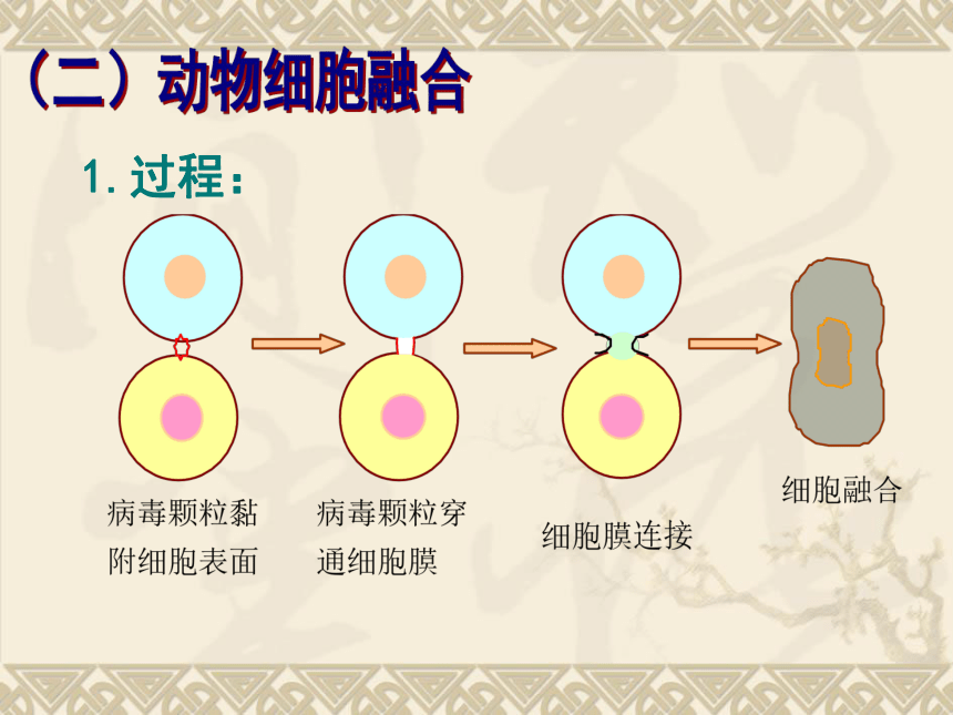 2．2．2动物细胞融合和单克隆抗体的制备（共32张PPT）