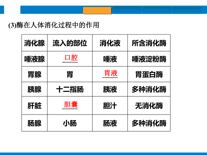 2024浙江省中考科学复习第6讲　动物的新陈代谢（1）（课件 50张PPT）