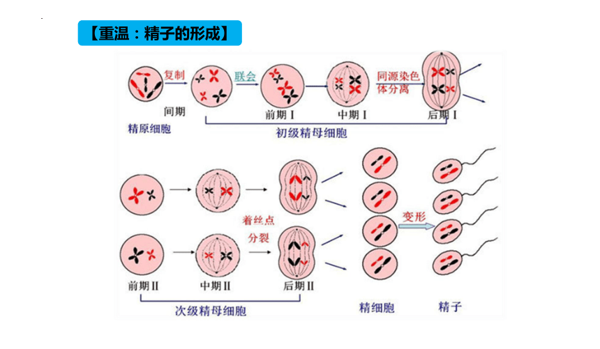2.3.1胚胎工程（一）课件-(共38张PPT)人教版（2019）选择性必修3