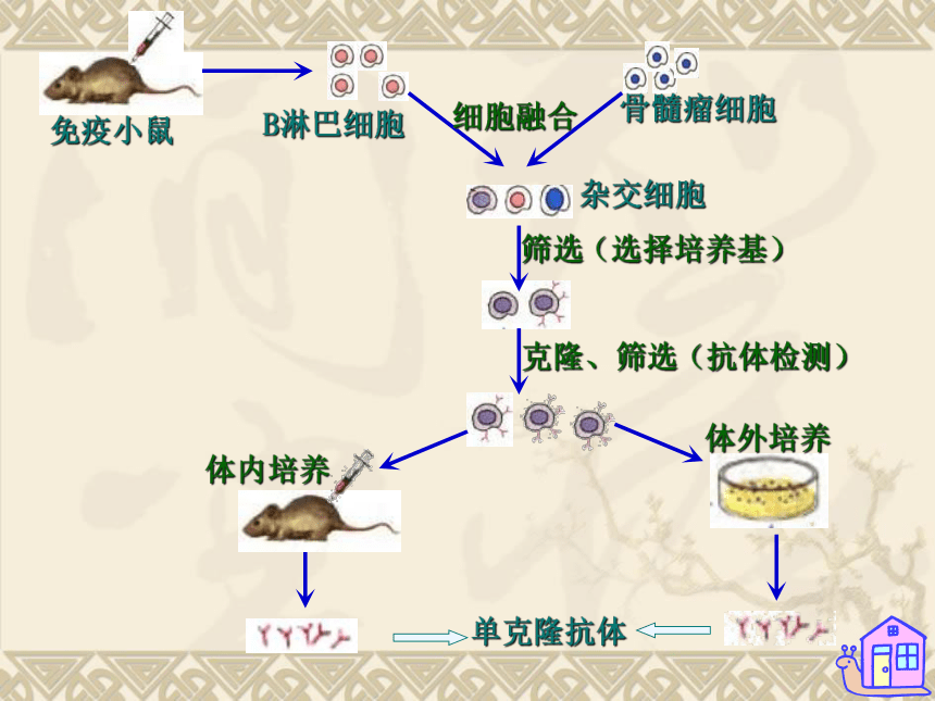 2．2．2动物细胞融合和单克隆抗体的制备（共32张PPT）