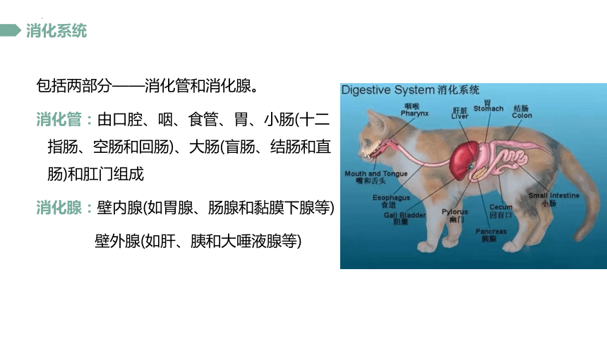 2.3.2 口腔 课件(共16张PPT)《畜禽解剖生理》同步教学（中国农业出版社）