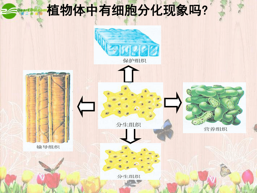 高中生物   人教版（新课程标准）  必修一  第六章 第2节   细胞的分化（42张PPT）