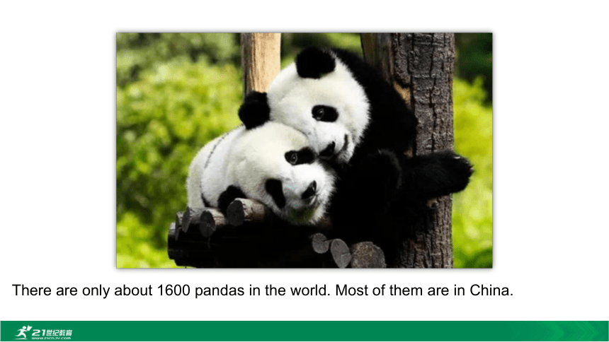 Module 6  Animals in danger.Unit 2 The WWF is working hard to save them all.课件(35张PPT)