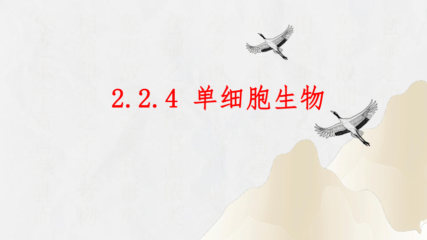 2.2.4 单细胞生物课件(共15张PPT＋内嵌视频1个)人教版 七年级生物上册