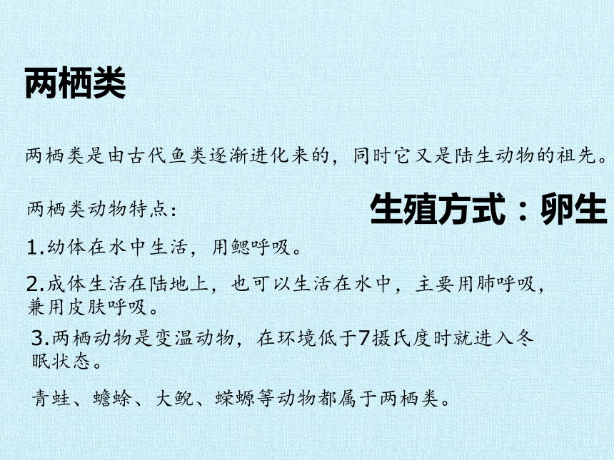 华师大版七年级科学上册 第2章 生物的主要类群 复习课件(共25张PPT)