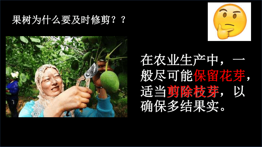 3.5.4植物茎的输导功能课件（共30张PPT）2023--2024学年苏教版生物七年级上册