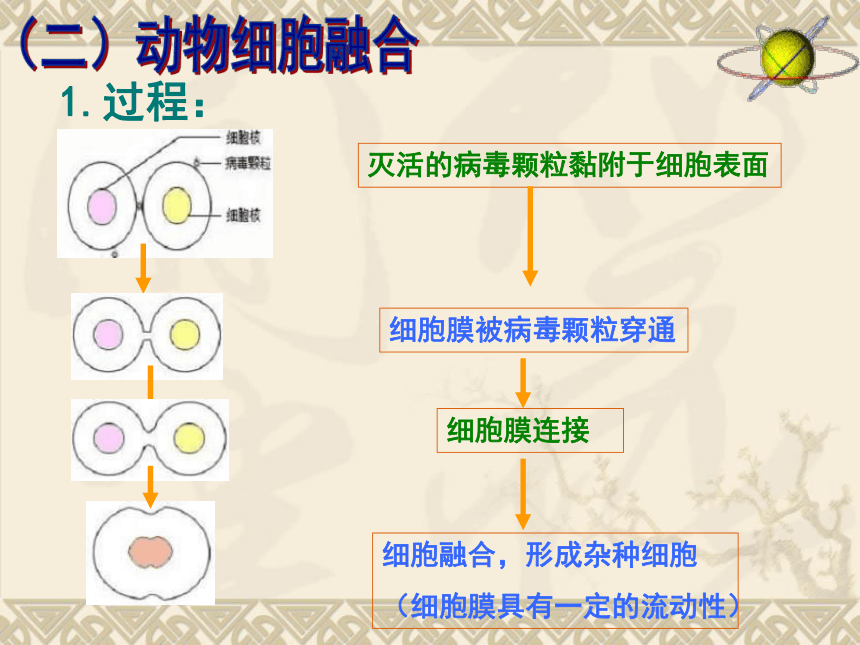 2．2．2动物细胞融合和单克隆抗体的制备（共32张PPT）