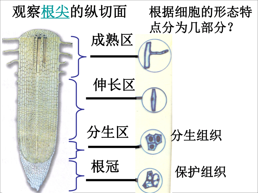 高中生物   人教版（新课程标准）  必修一  第六章 第2节   细胞的分化（42张PPT）