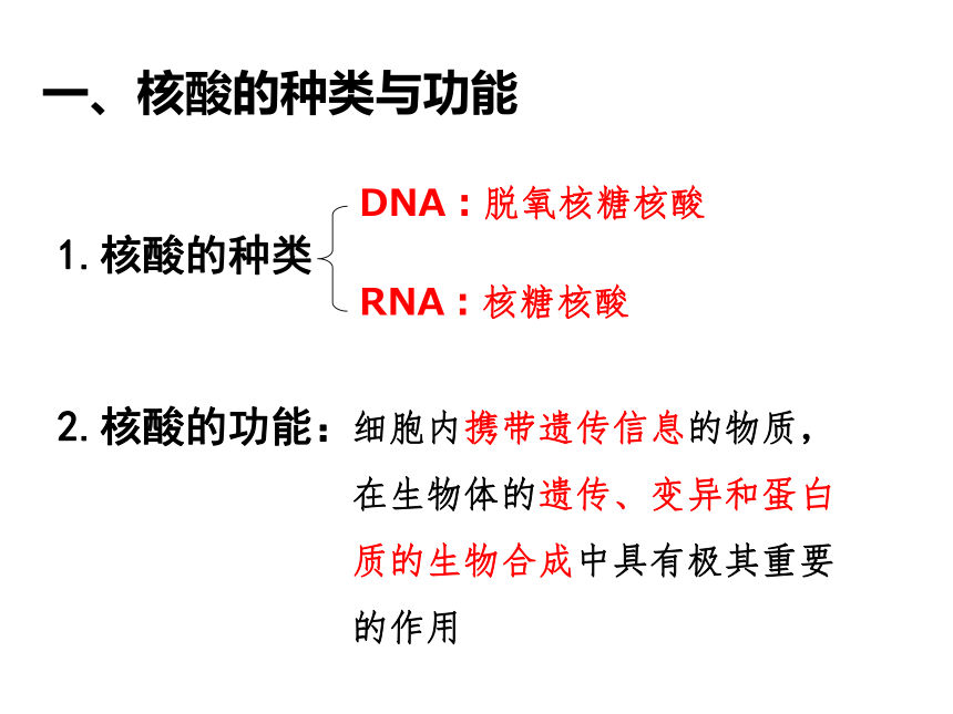 人教版生物高中必修1第三节：遗传信息的携带者---核酸（共31张PPT）