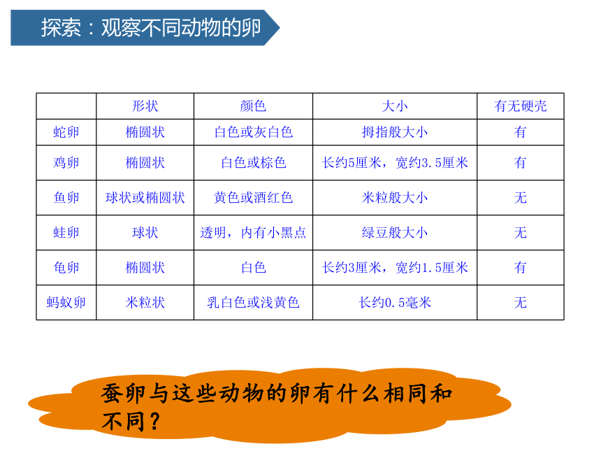 2.2认识其他动物的卵  (课件共14张PPT)