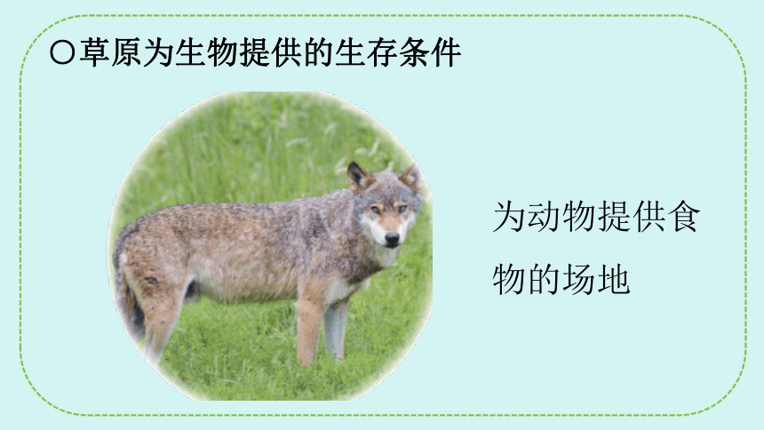青岛版（六三制2017秋）五年级下册科学  5.19生物的栖息地 课件(共22张PPT)