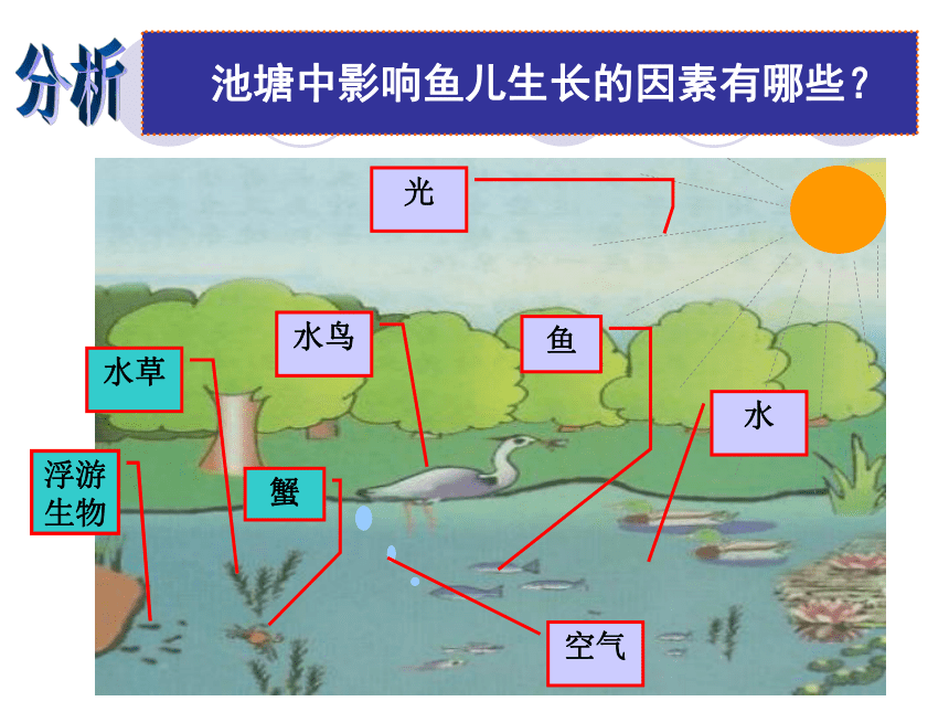 北师大版八年级生物下册 8.23.1 生物的生存依赖一定的环境课件(共37张PPT)