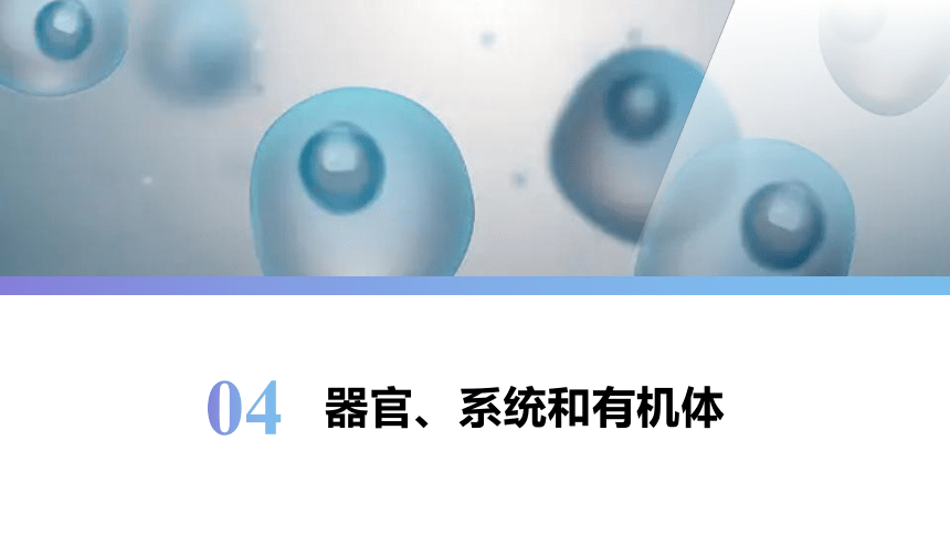 1.4器官、系统和有机体 课件(共15张PPT)《畜禽解剖生理学》同步教学（中国农业出版社）