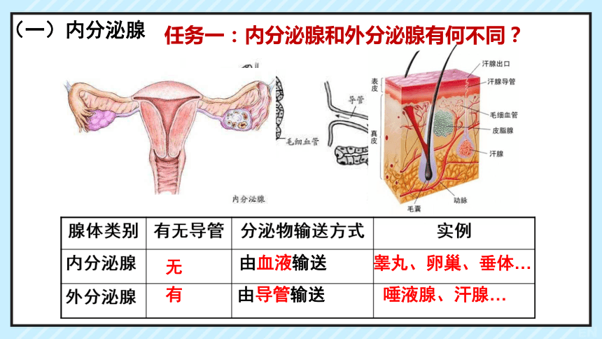 4.6.4 激素调节 课件(共34张PPT)人教版七下生物