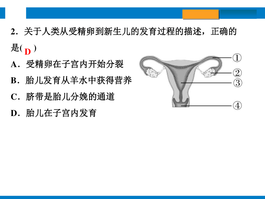 2024浙江省中考科学总复习第3讲　人与动物的生殖和发育（课件 30张PPT）