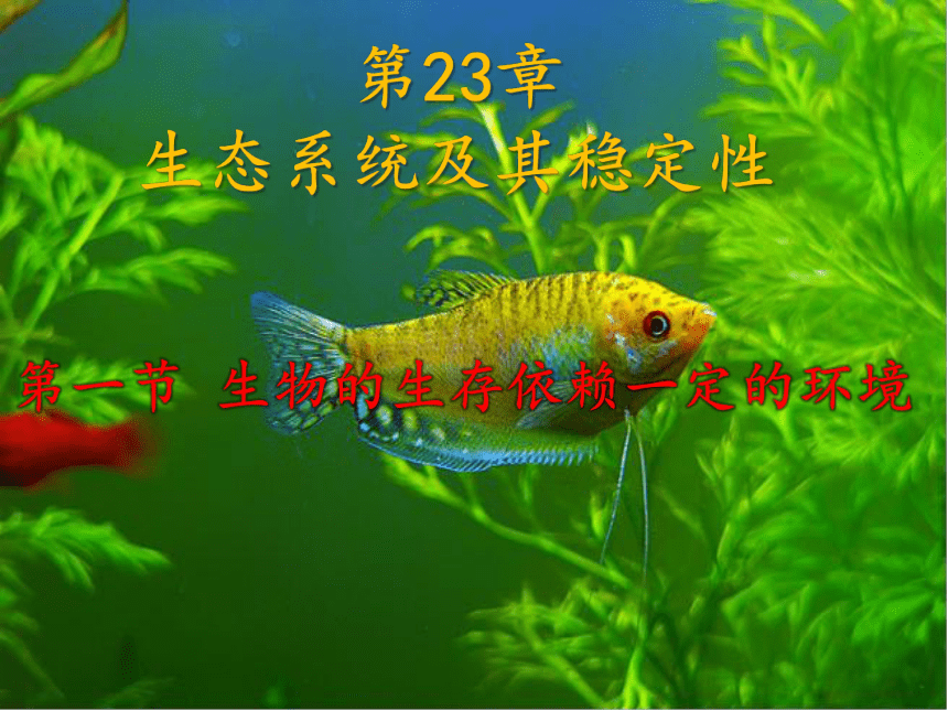 北师大版八年级生物下册 8.23.1 生物的生存依赖一定的环境课件(共37张PPT)
