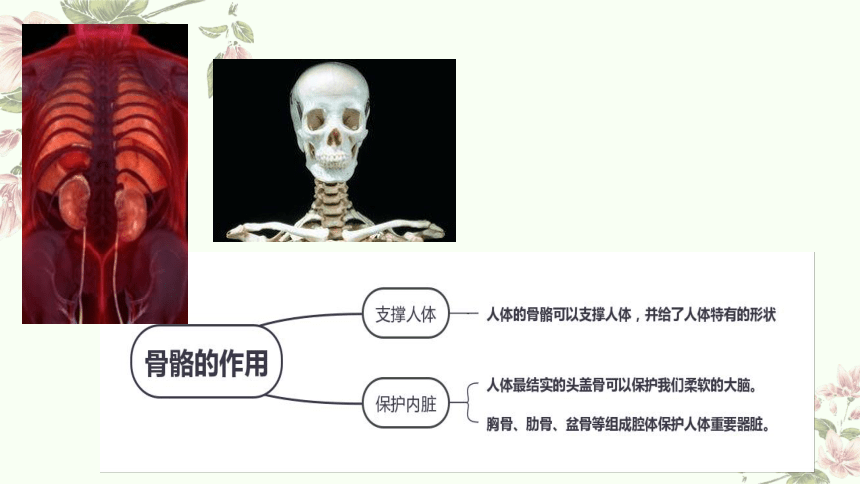 小学科学教科版五年级上册：2-身体的运动-教学课件(共13张PPT)