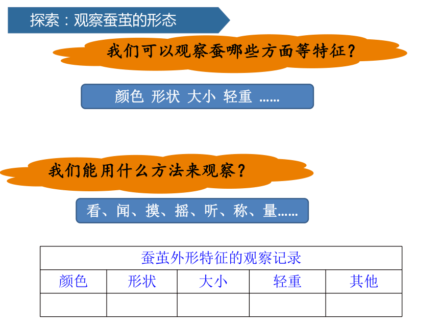 2.4 蚕变了新模样 (课件共14张PPT)