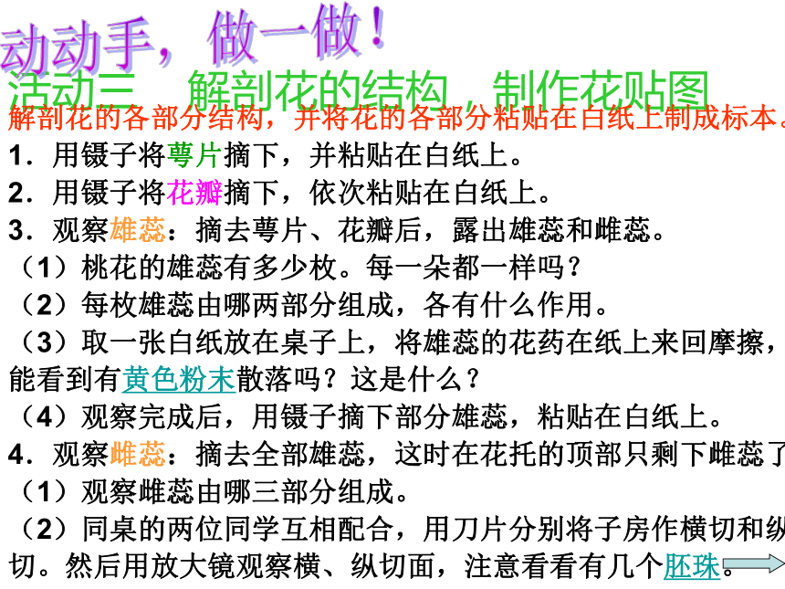 4.1 植物——解剖并观察花和果实的结构（实验） 课件(共33张PPT)