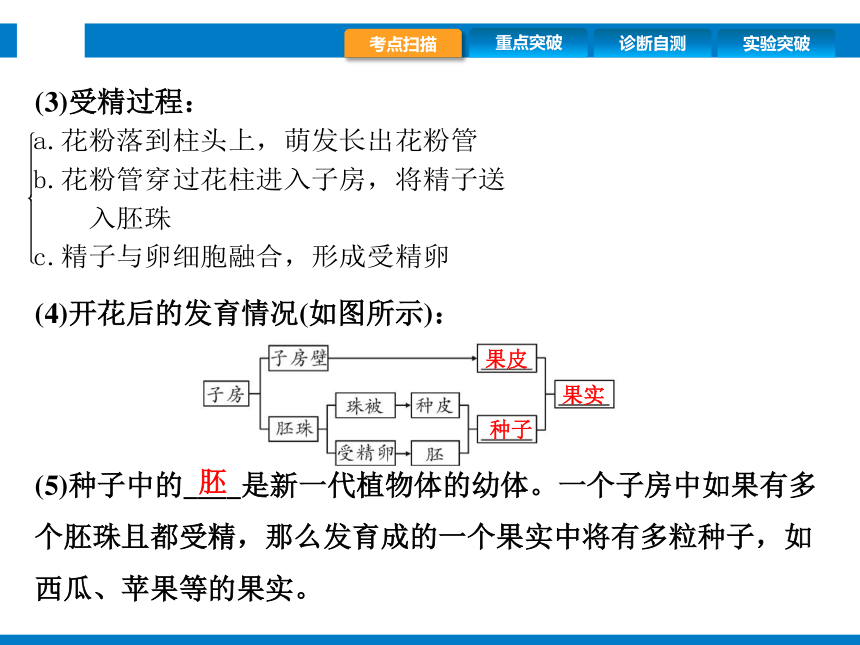 2024浙江省中考科学复习第9讲　细菌、真菌的繁殖　植物的生殖和发育（课件 39张PPT）