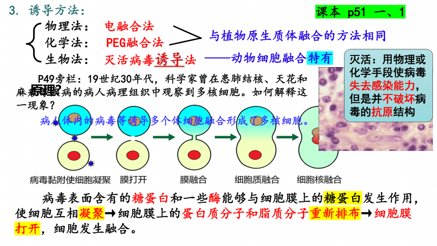 2.2.2动物细胞融合与单克隆抗体课件(共31张PPT)-生物人教版（2019）选择性必修3