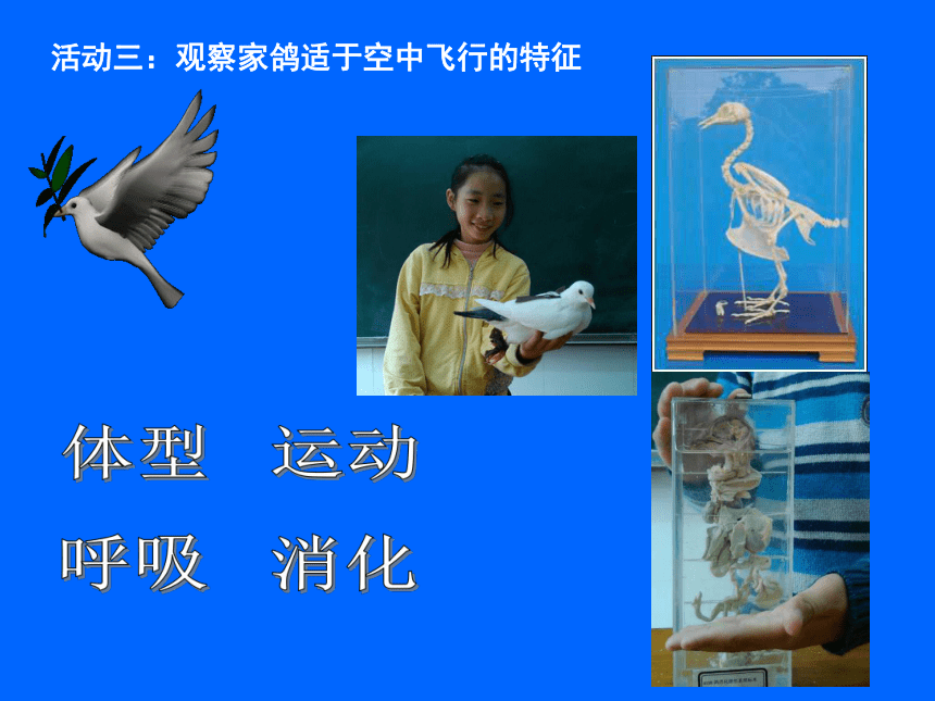 苏科版七年级下册生物 12.1鸟类 课件(30张PPT)