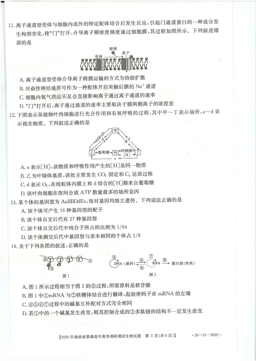 海南省海口市第四中学2020届高三下学期调研试生物试卷 PDF版