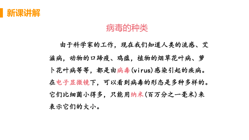 人教版生物八年级上册5.5病毒课件（22张PPT)