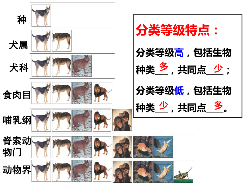 北师大版八年级下册生物 22.1生物的分类 课件 (共28张PPT)