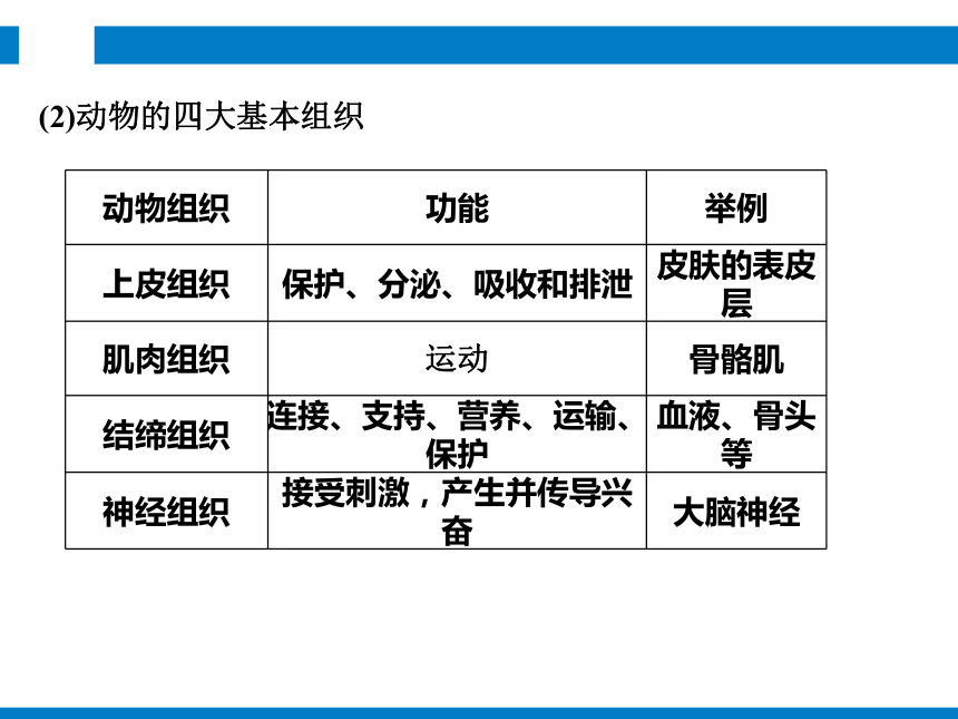 2024浙江省中考科学复习 第2讲　生物体的结构和层次（课件 48张PPT）