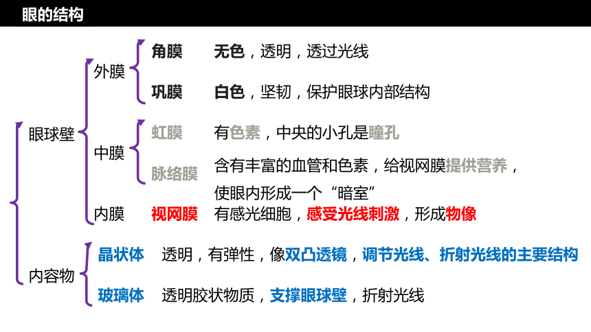 4.6.1人体对外界环境的感知课件 (共25张PPT)人教版生物七年级下册