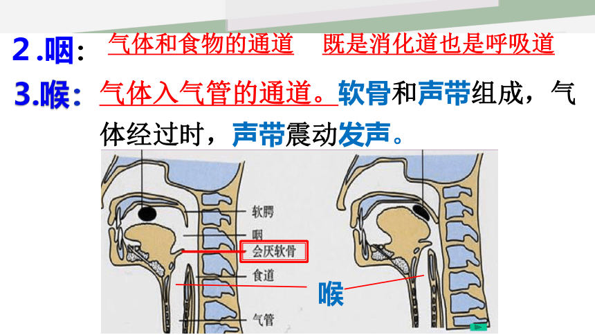 北师大版七年级下册10．2 人体细胞获得氧气的过程 课件 （共19张PPT）