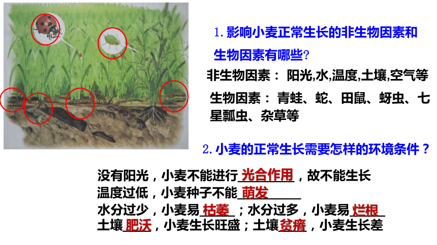 1.2.1生物与环境的关系 授课课件(共22张PPT) 人教版生物七年级上册