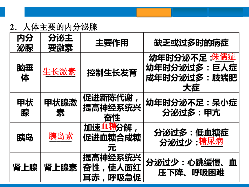 2024浙江省中考科学复习第8讲　生命活动的调节（课件 39张PPT）