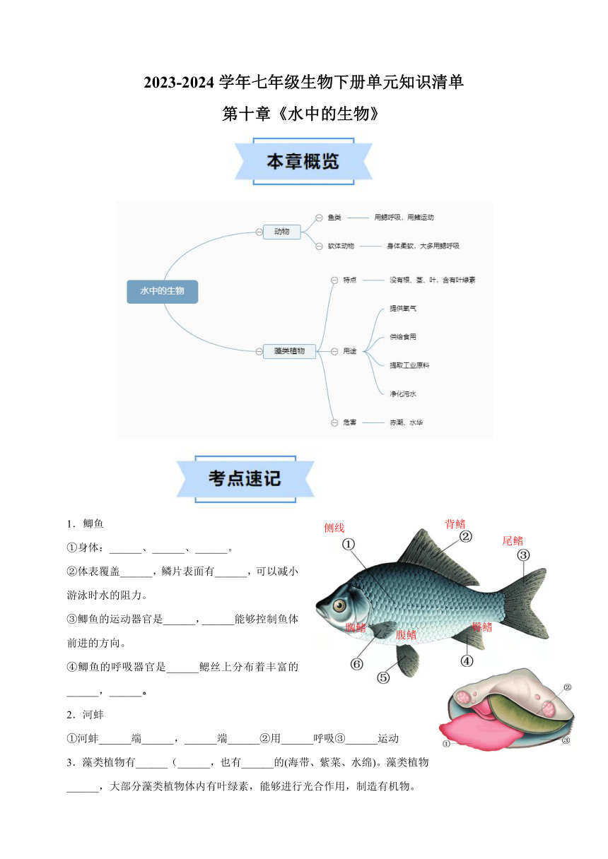 第五单元第十章《水中的生物》-单元知识清单（含解析）2023-2024学年七年级生物下册