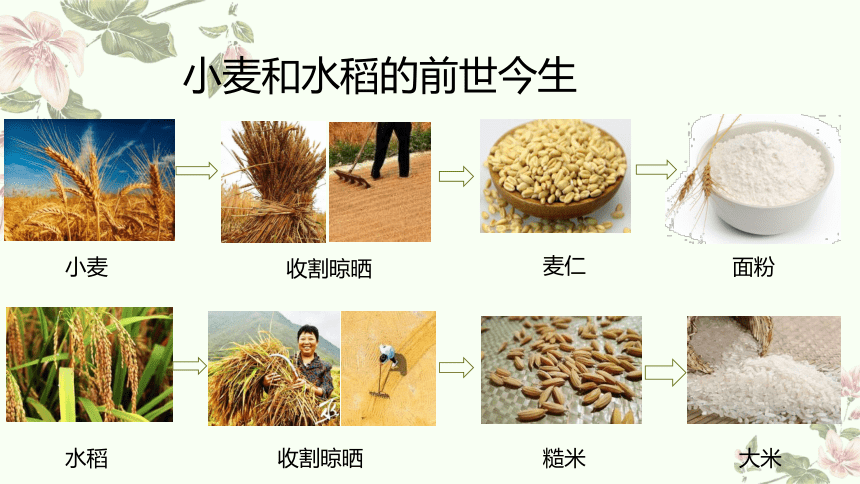 小学科学教科版一年级上册：我们离不开植物科学阅读-教学课件(共32张PPT+视频)