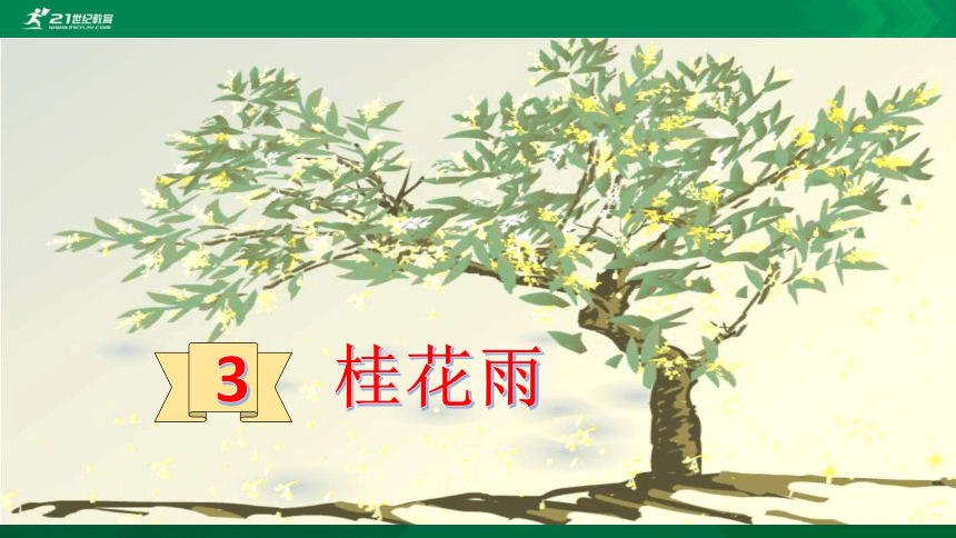 3 桂花雨    课件（共28张PPT）