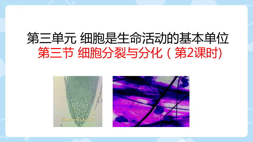 2.3.3  细胞的分裂与分化  课件(共24张PPT)2023-2024学年苏教版生物七年级上册