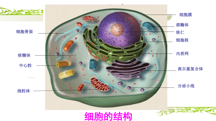 2.1细胞 课件(共26张PPT)《畜禽解剖生理学》同步教学（中国农业出版社）