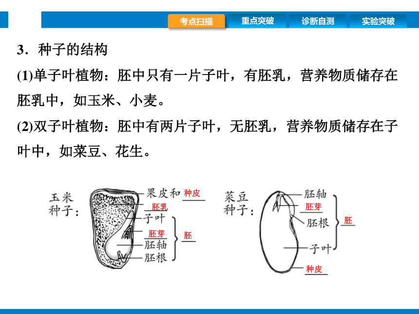 2024浙江省中考科学复习第9讲　细菌、真菌的繁殖　植物的生殖和发育（课件 39张PPT）