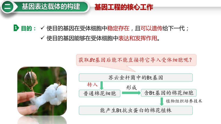 3.2.基因表达载体的构建课件(共23张PPT)-2023-2024学年高二下学期生物人教版（2019）选择性必修3