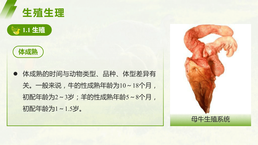 6.3生殖生理 课件(共73张PPT)《畜禽解剖生理学》同步教学（中国农业出版社）