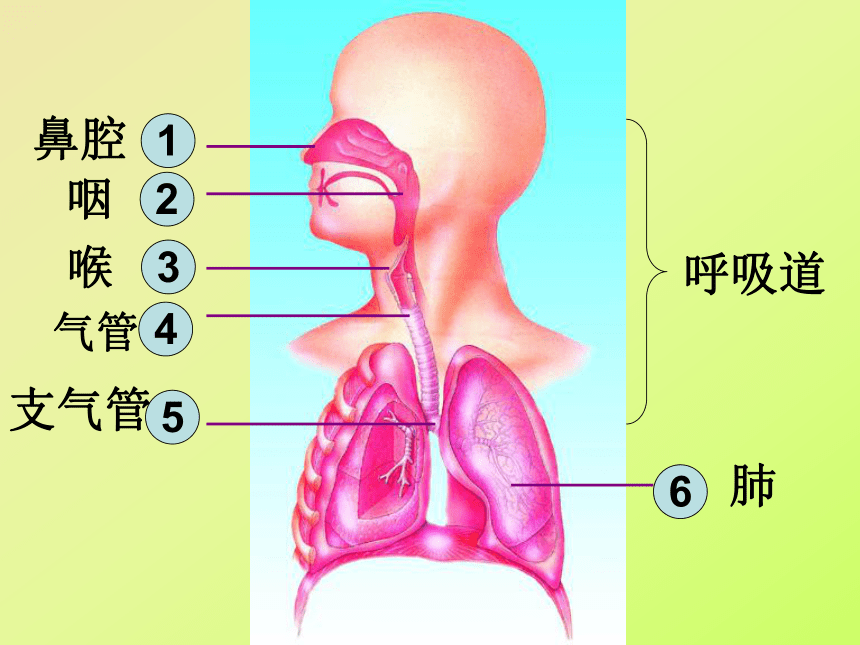 苏教版七年级下册生物 10.3人体和外界环境的气体交换 课件(18张PPT)