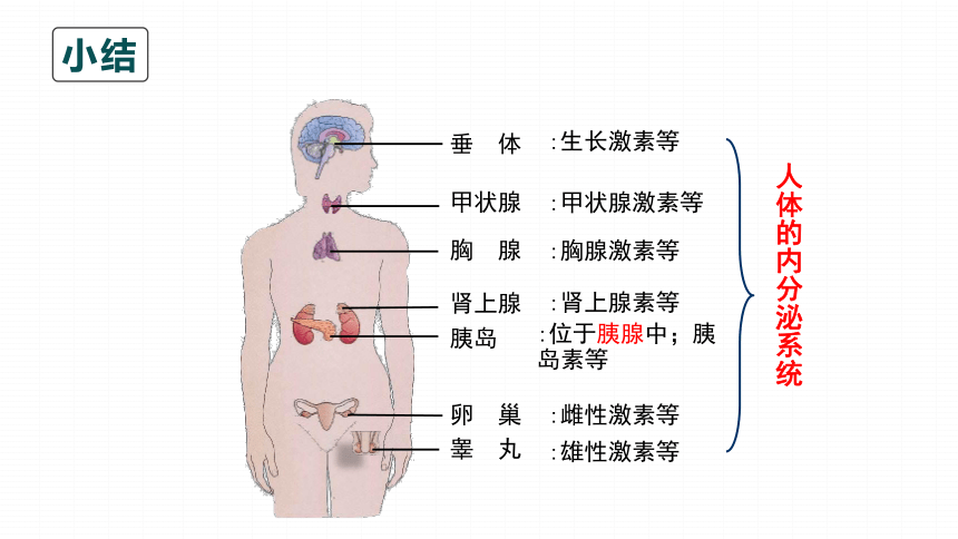 4.6.4 激素调节课件 (共34张PPT)人教版生物七年级下册