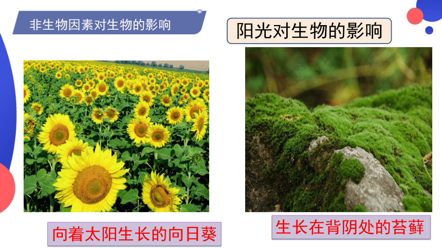 1.2.1生物与环境的关系 授课课件(共22张PPT) 人教版生物七年级上册