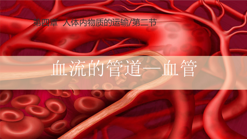 4.4.2 第二节 血流的管道──血管课件(共33张PPT＋内嵌视频1个)人教版 七年级下册