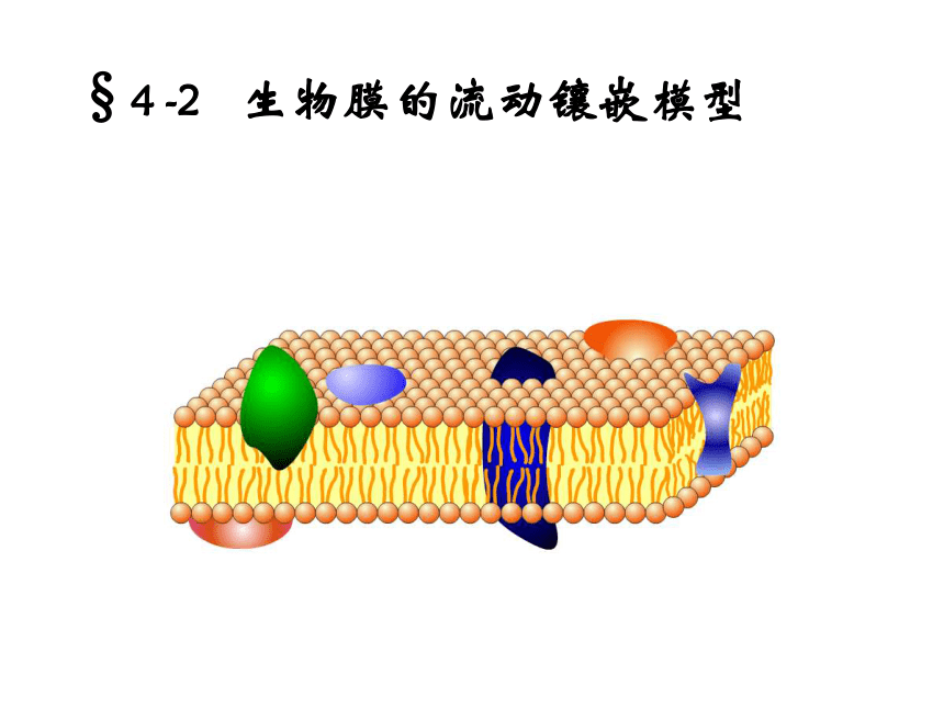 人教版生物必修一高中4．2-生物膜的流动镶嵌模型（共22张PPT）