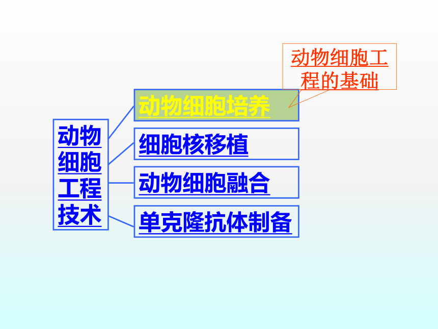 2020年高中生物人教选修3专题2课件：2．2．1 动物细胞培养和核移植技术（共48张PPT）