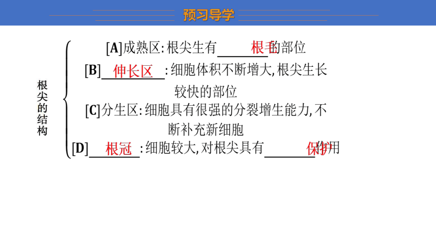 3.2.1 根的生长任务驱动式课件(共14张PPT)冀少版 八年级上册