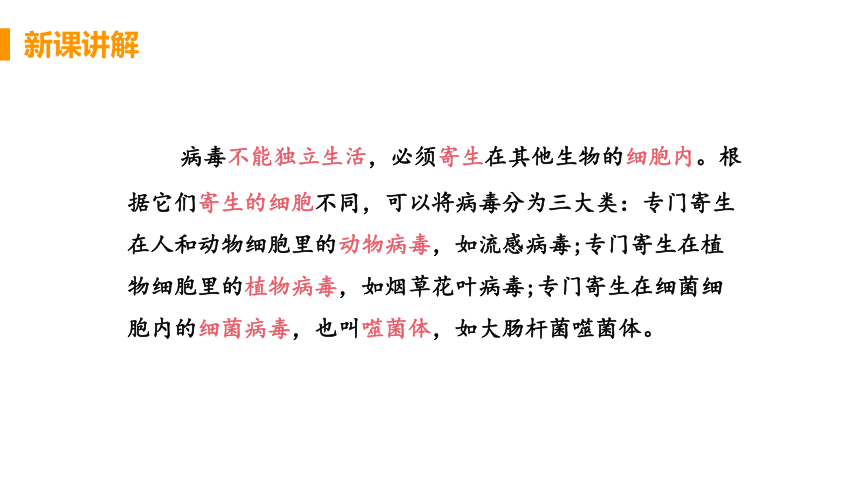 人教版生物八年级上册5.5病毒课件（22张PPT)